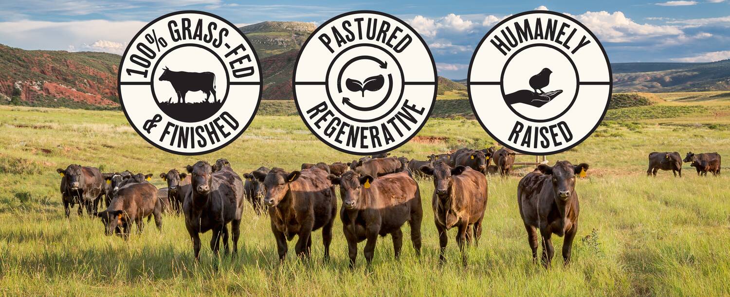 pastured grass fed cattle in a field