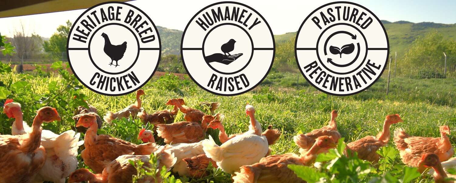 regenerative agriculture chickens walking in pasture near a shelter