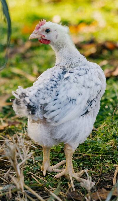regenerative agriculture heritage breed chicken standing in pasture with tall grass
